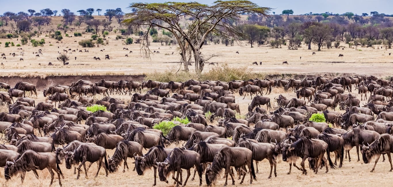 Best Game Reserves In Tanzania | Discover Africa