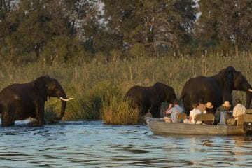 zambia safari