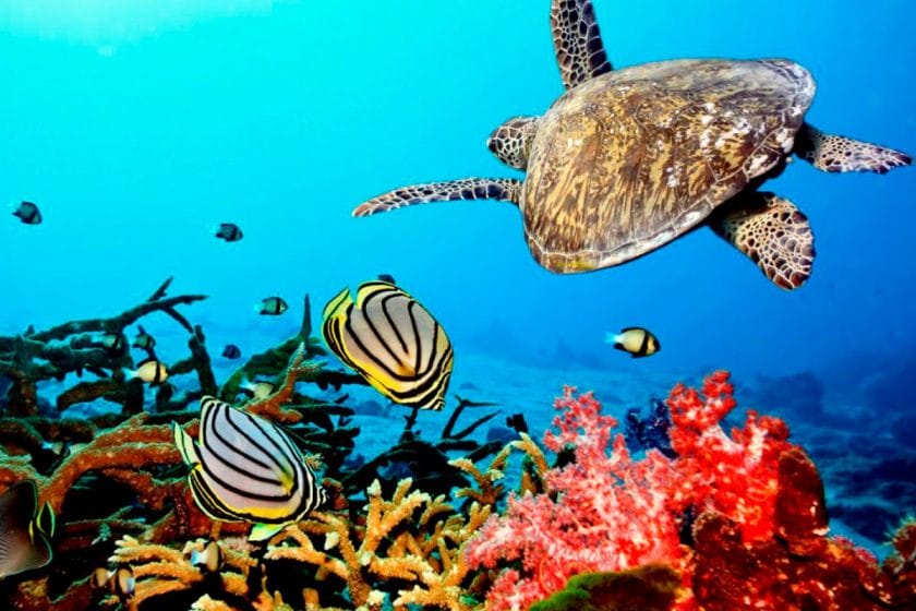 Tropical coral reef in the waters of Zanzibar.