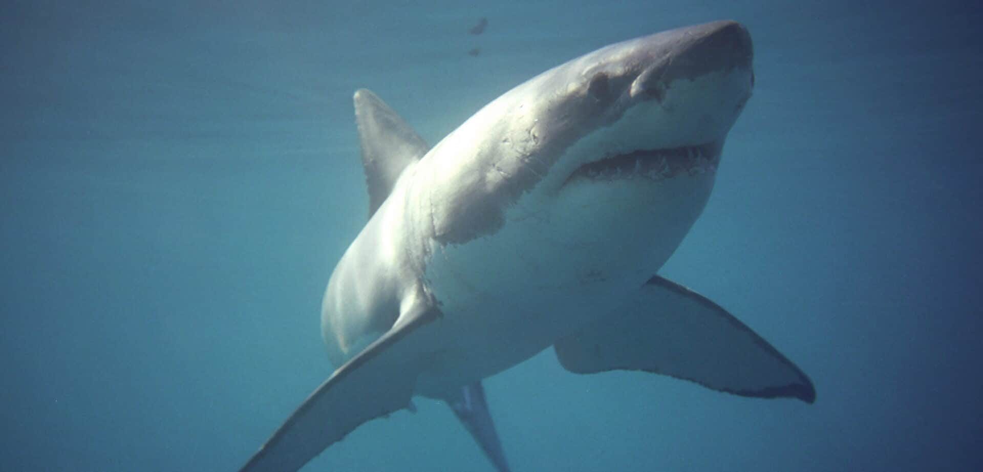 great white shark boat tours south africa