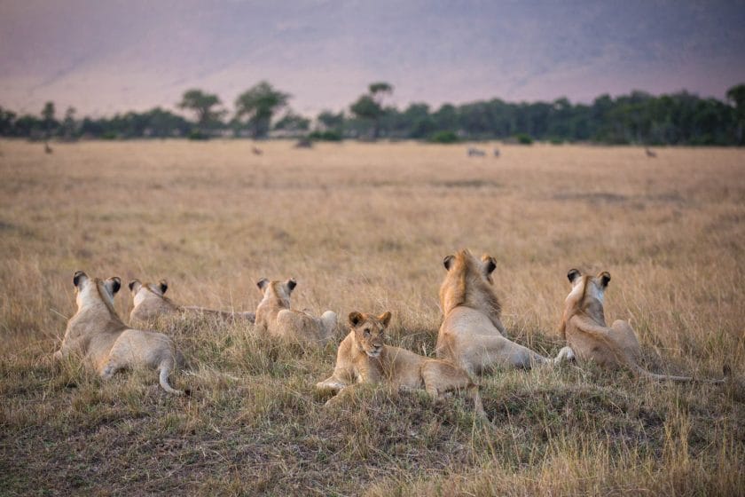 The Marsh Pride of lions in Masai Mara, Kenya.
