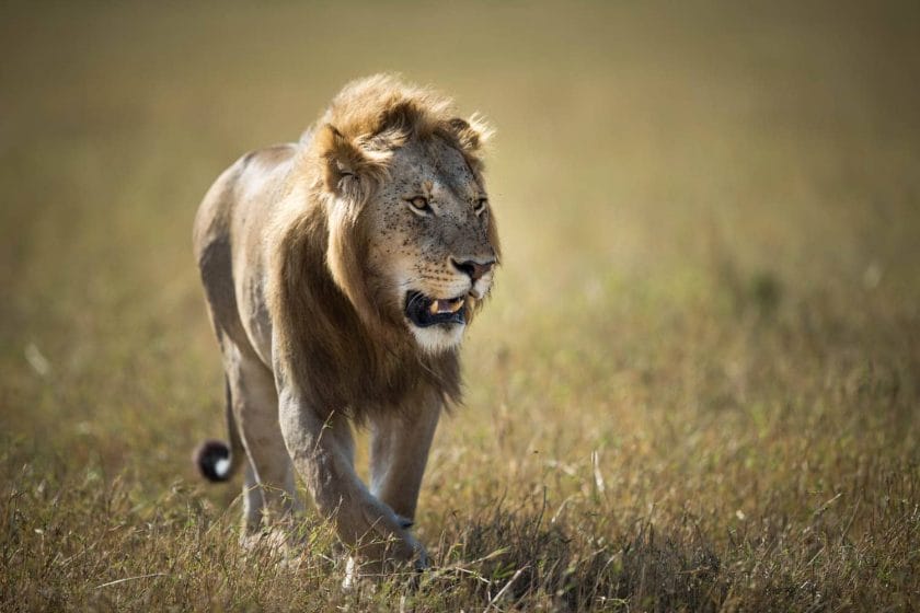 Lion in Masai Mara, Kenya.