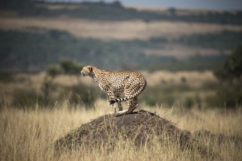 Cheetah in Masai Mara, Kenya.
