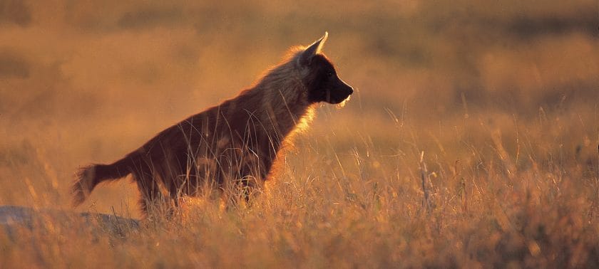 Brown hyena at sunset.