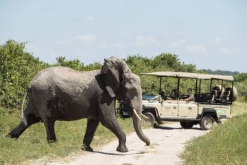 delta dell'okavango safari