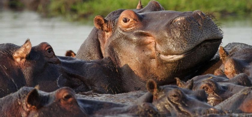 Hippos in the Chobe River, Botswana.