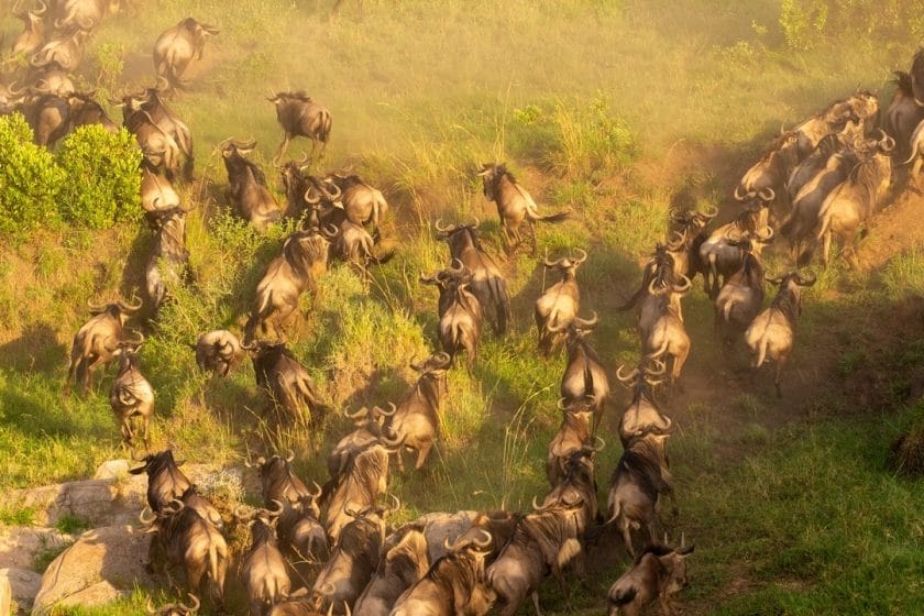 Aerial view of the Great Migration.