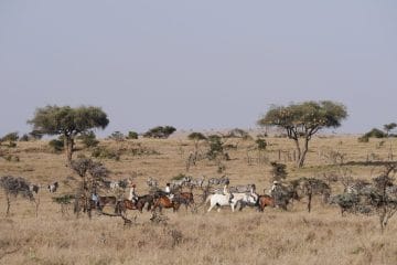 madagascar e safari