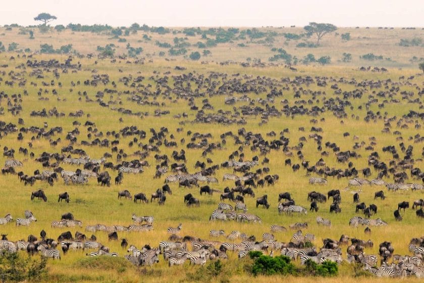 Massive herd of wildebeest in Masai Mara, Kenya | Photo credit: Tiplikwani Camp