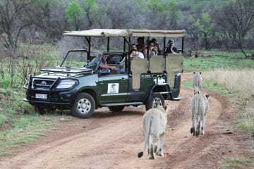 mid luxury safari