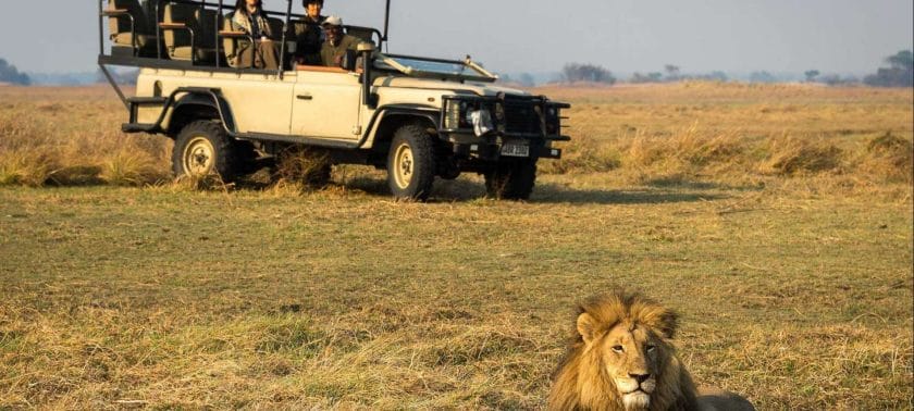 Lion spotted in Kafue, Zambia.