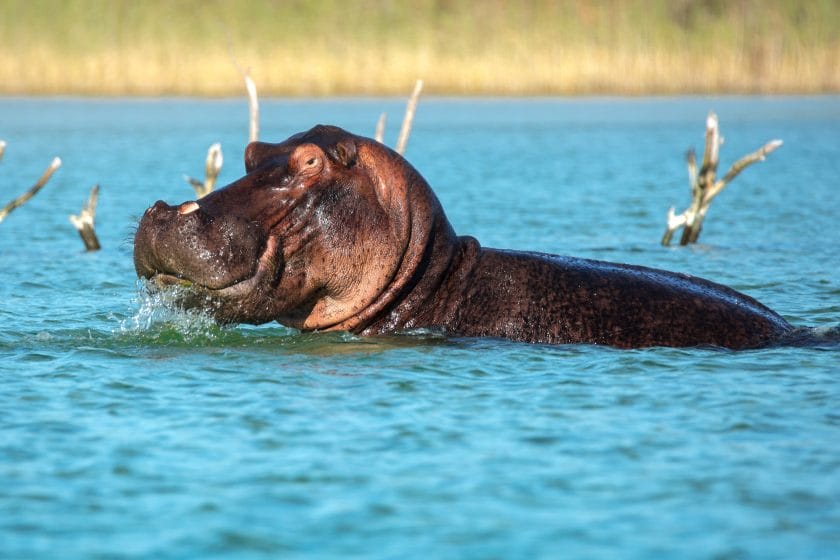 Hippo swimming through a river in Isimangaliso, South Africa | Photo credit: Kosi Forest Lodge