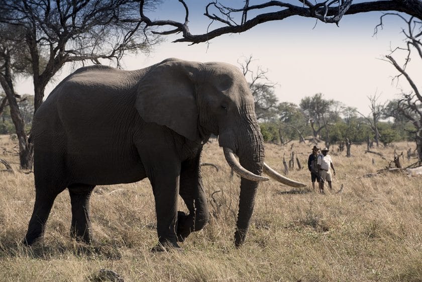 Lodge guest and guide observe a large elephant on a walking safari in Botswana | Photo credit: Letaka Tented Camp