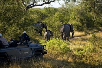 safari en south africa