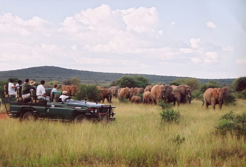 Elephants sighted on a game drive in Madikwe Game Reserve | Photo credit: Makanyane Safari Lodge