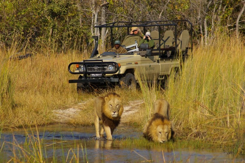 Safari vehicle observes two male lions in Moremi Game Reserve, Botswana | Photo credit: Okuti