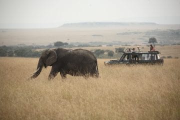 kenya or south africa for safari