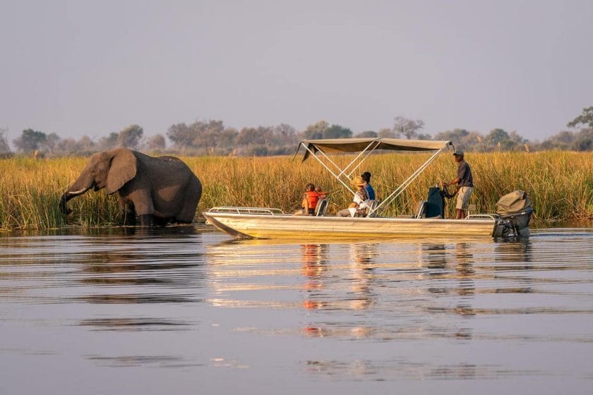 Elephant on a boat safari in Savuti National Park