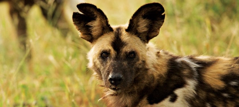 African wild dog in South Africa.