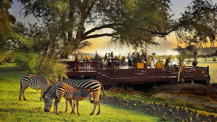 Zebras in the foreground of a viewing deck | Photo credits: the Royal Livingstone