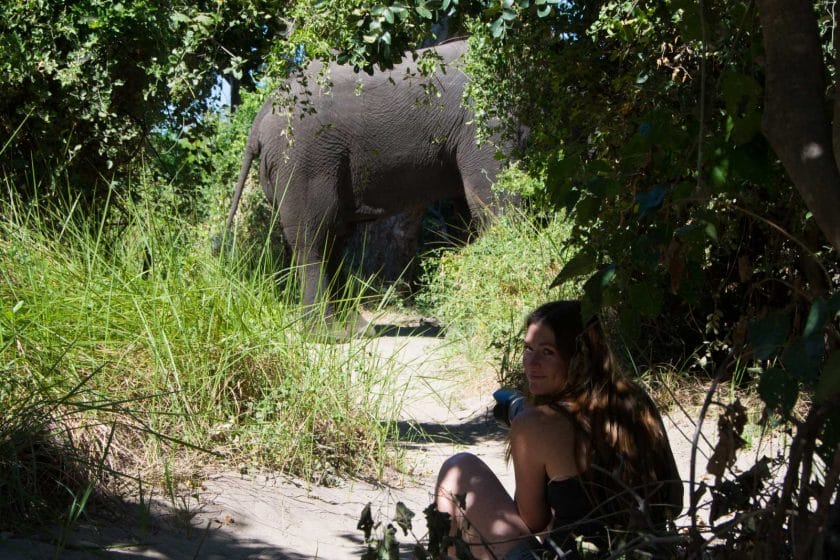 Elephant sighting on a walking safari in Botswana | Photo credits: Xobega Island Camp