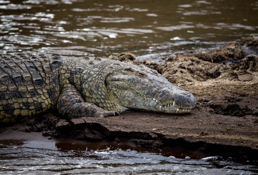 Nile crocodile resting on a mudbank in the Mara River in Masai Mara, Kenya.