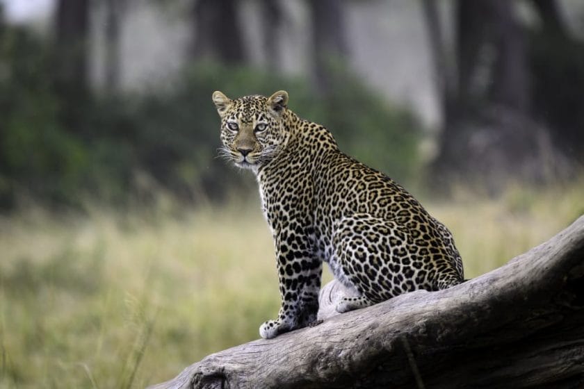 Leopard in Masai Mara, Kenya | Photo credit: Govenors Il Moran Camp