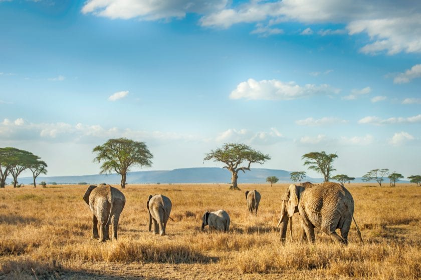 'A small group of African Elephants in Serengeti National Park, Tanzania.