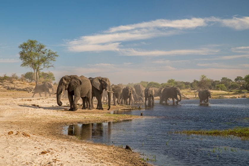 African elephant in Makgadikgadi National Park, Botswanna,Africa.