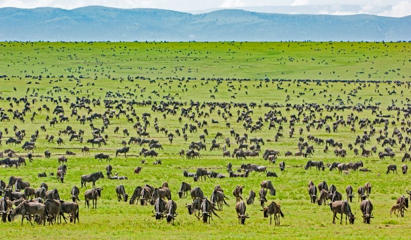 Wildebeest herd in Serengeti National Park
