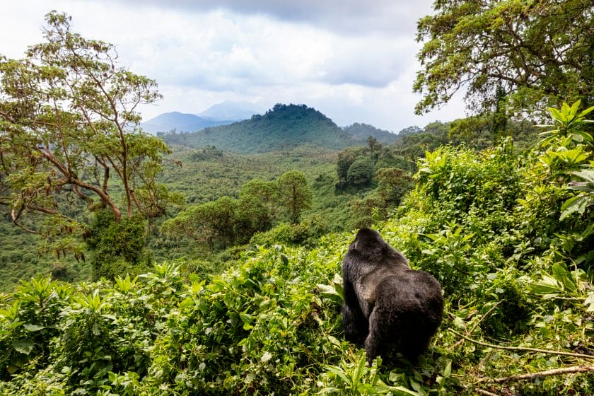 Mountain gorilla in Volcanoes National Park, Rwanda.