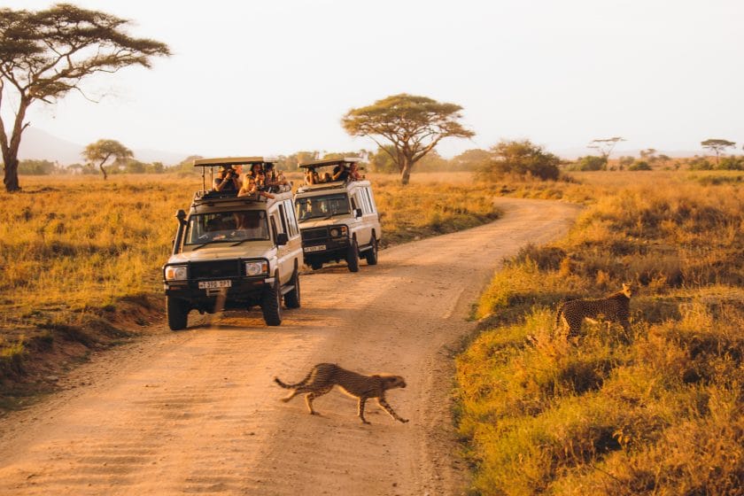 Cheetahs in front of safari vehicles, Tanzania.