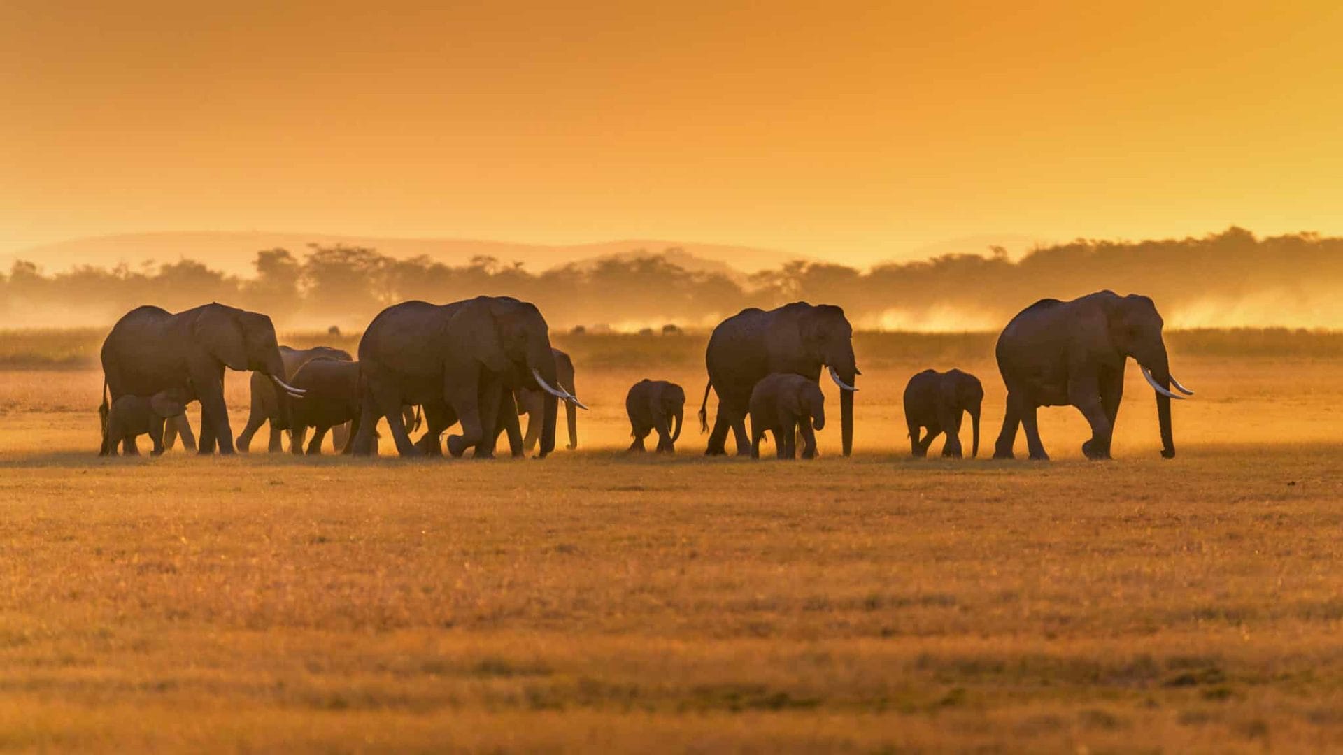 best safari in africa in january