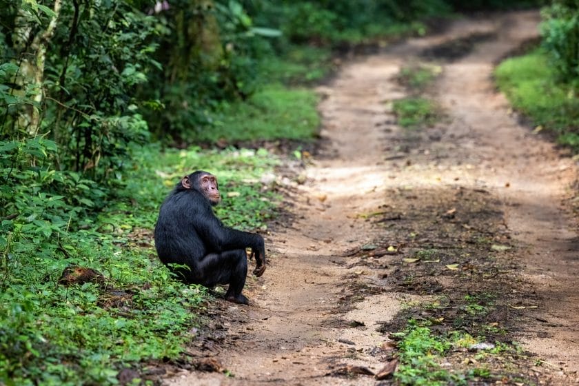 Adult chimpanzee at the roadside of the rainforest of Kibale National Park, Western Uganda.