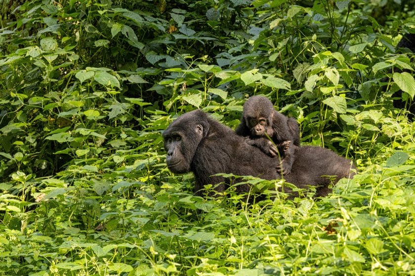 safari in kenya video