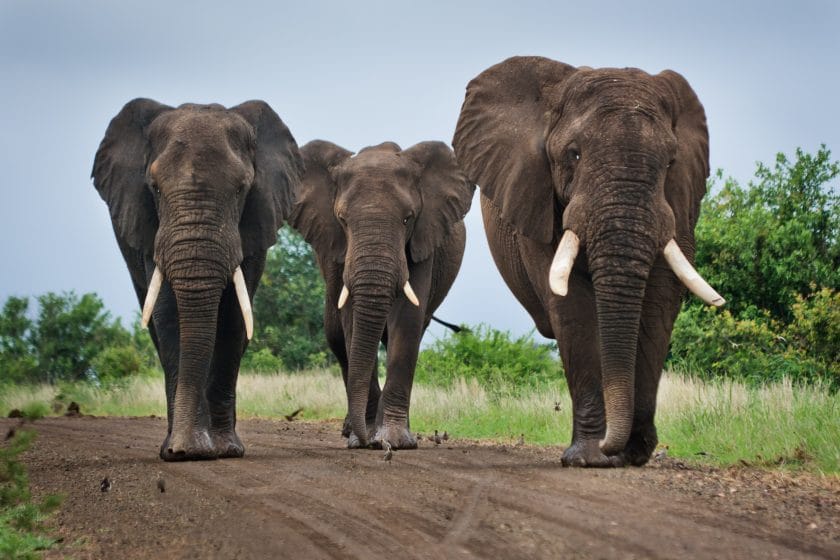 Elephants in the Kruger National Park.