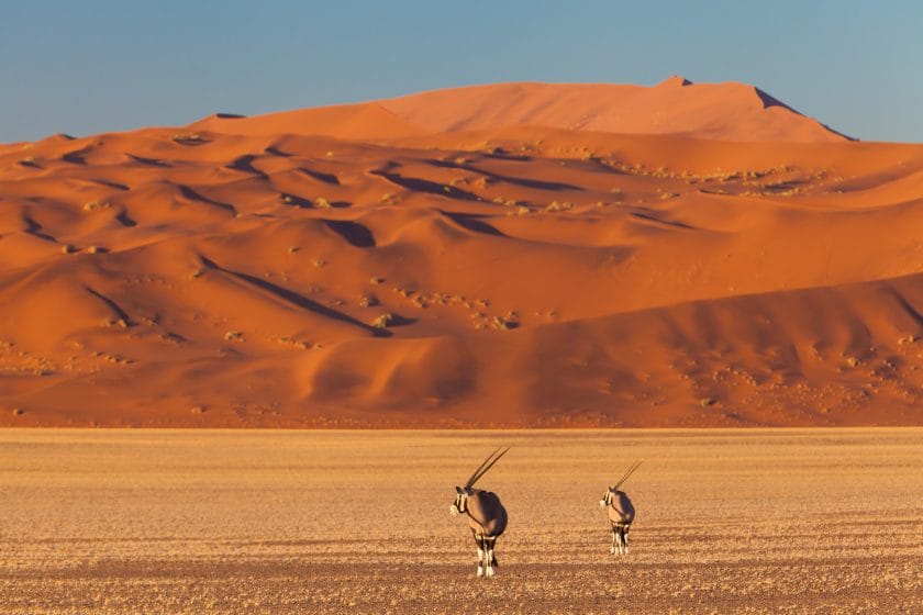 Oryx in the desert at Sossusvlei, Namibia.