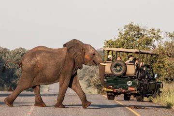 african safari victoria falls african safari victoria falls