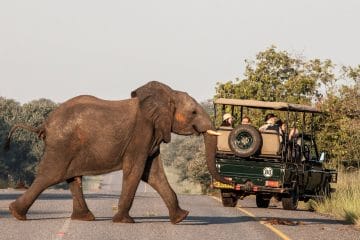 african safari in december