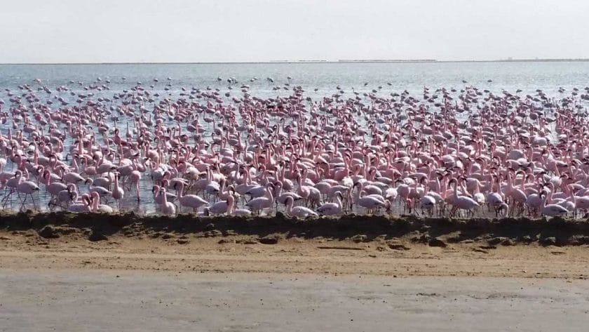 Flamingos in Namibia.