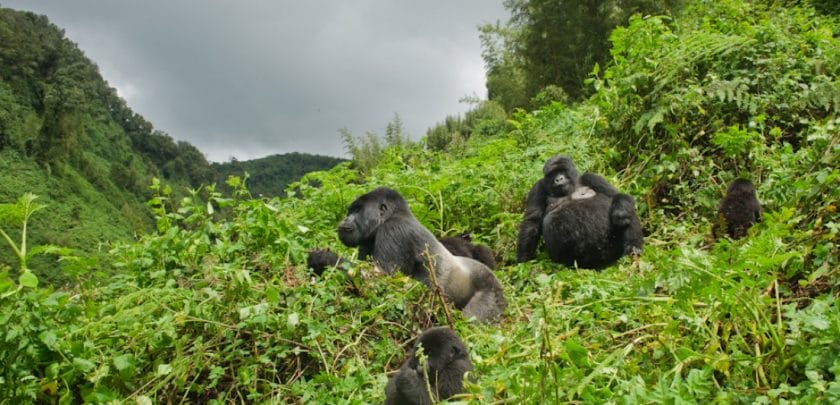 Mountain Gorillas chilling in the forest