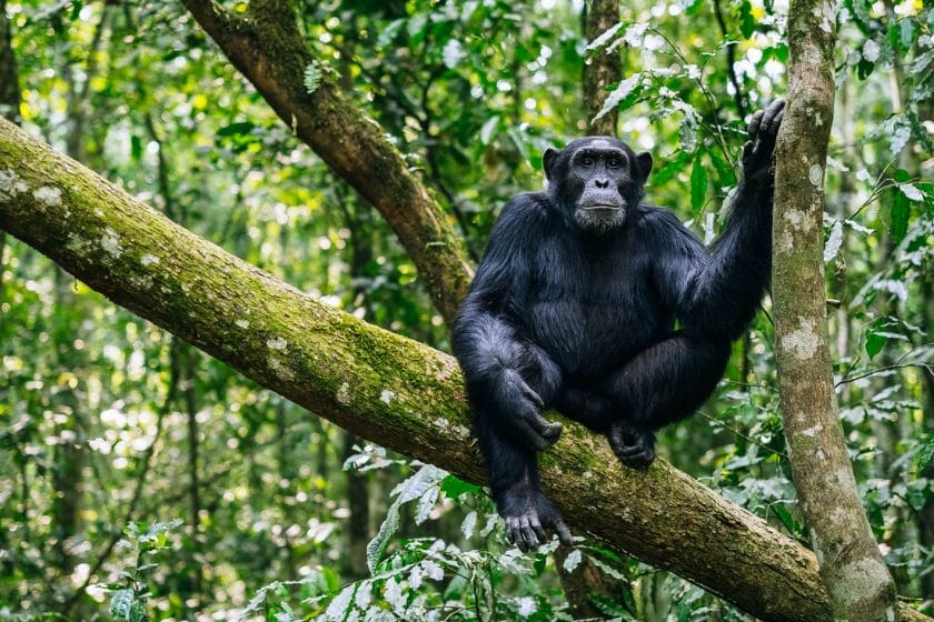 Uganda primates
