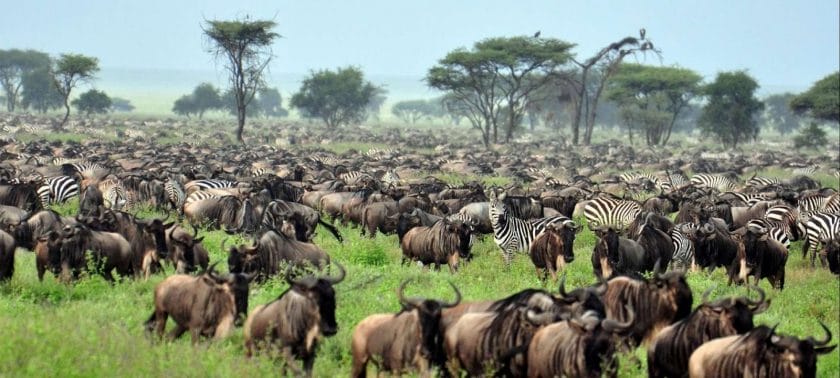 Wildebeest Migration during Green Season