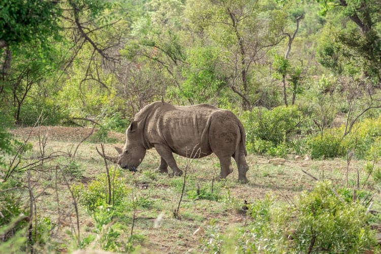 Black rhino in the Kruger National Park.