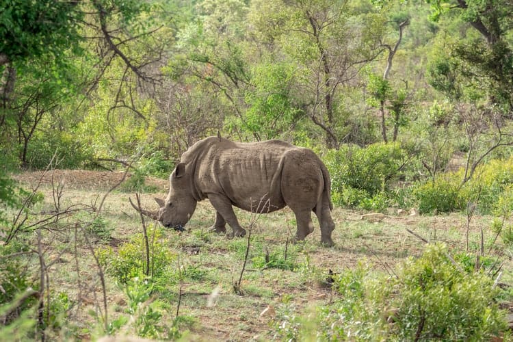 Kruger National Park Rhino