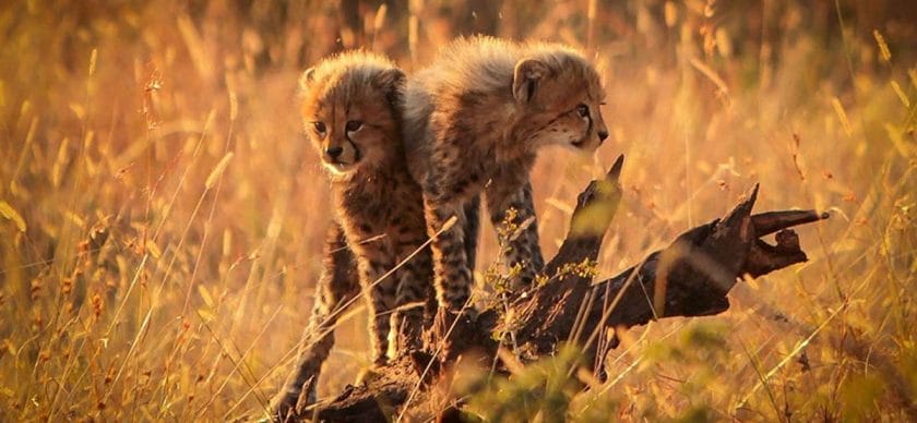 Cheetah cubs in the Kruger National Park, South Africa.