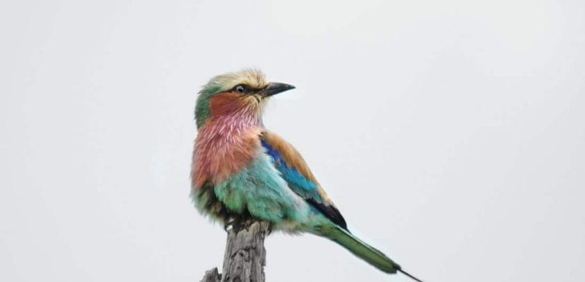 Lilac Breasted Roller in Kruger National Park