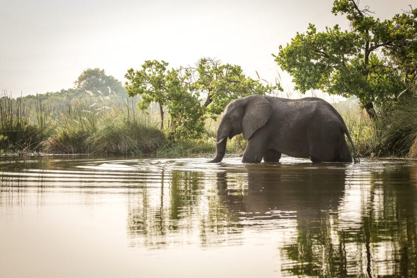 safari botswana buchen