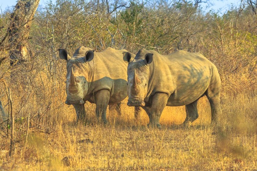 Two black rhino in the Kruger National Park.