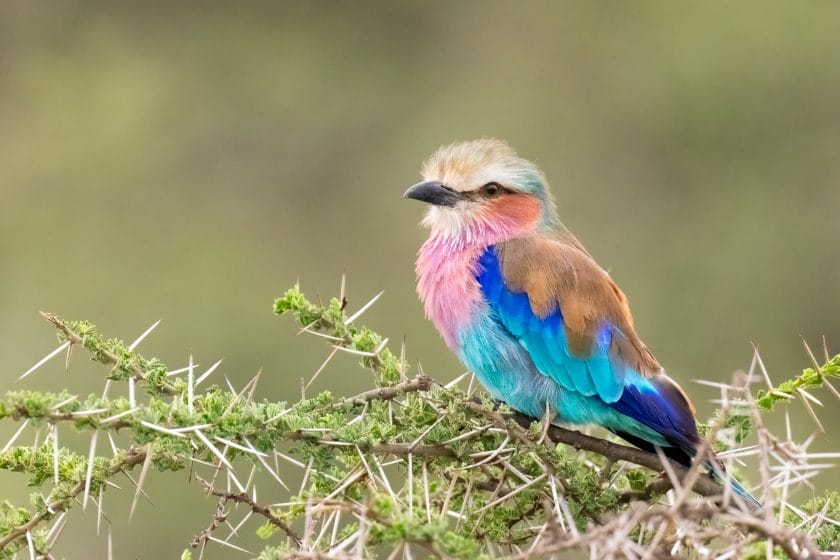 Lilac-Breasted Roller in Tanzania